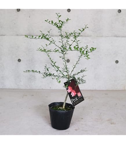 Amazon.co.jp: フィンガーライム 苗 【リトルルビー】 果皮：薄茶色